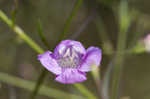 Slenderleaf false foxglove